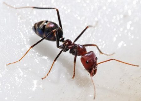 ant picker