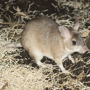 giant jumping rat