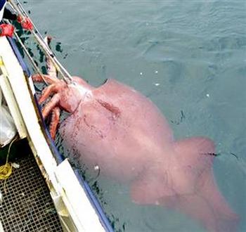 giant squid