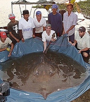 giant stingray