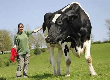 six foot tall cow