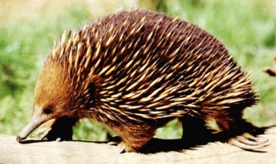 the echidna