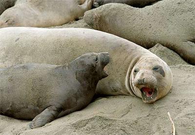 the elephant seal