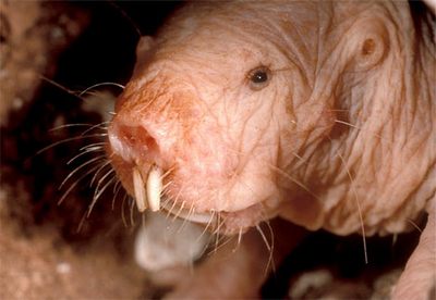 the naked mole rat