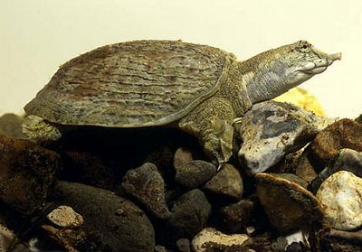 the soft shell turtle