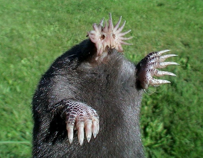 the star nosed mole