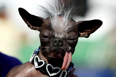 ugliest dog competition
