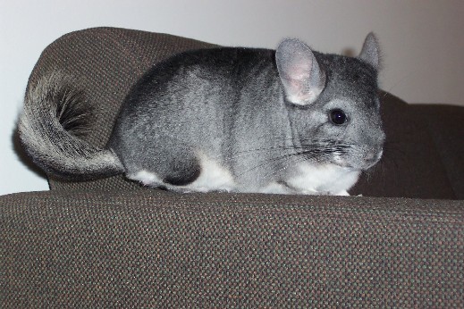 chinchilla