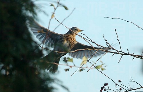 fieldfare dung