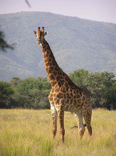 giraffe