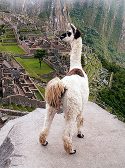 llama