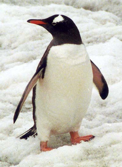 penguin