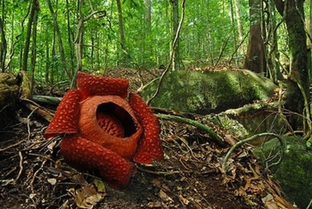 rafflesia