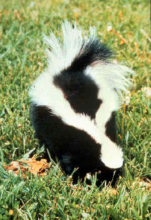 skunk