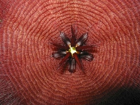 stapelia grandiflora