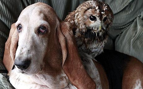 a bassett hound and an owl