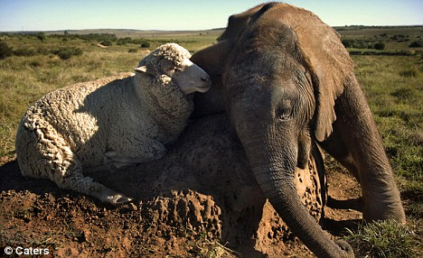 baby elephant and a ship