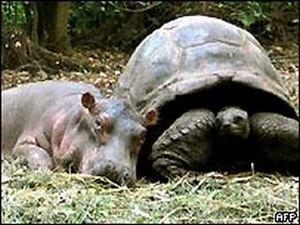 baby hippo and tartoise