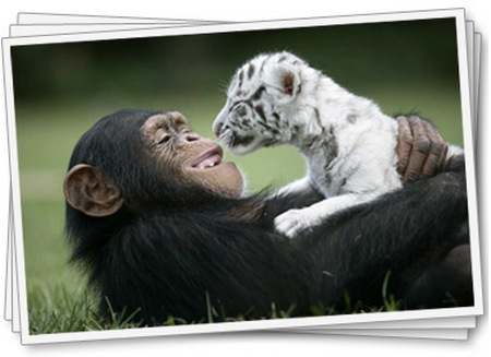chimpanzee and big cats