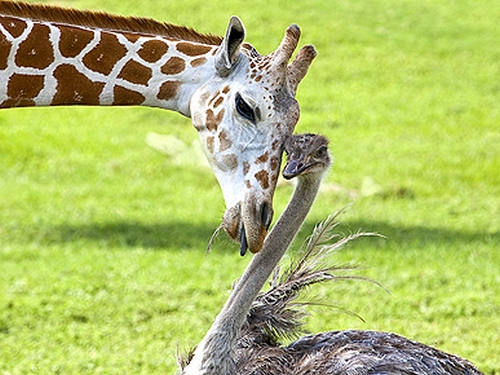 giraffe and an ostrich
