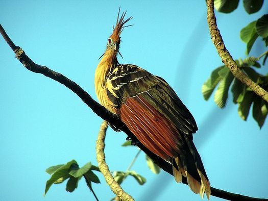 hoatzin