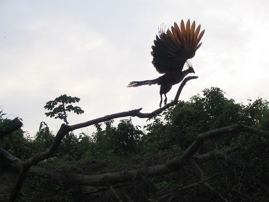 hoatzin01