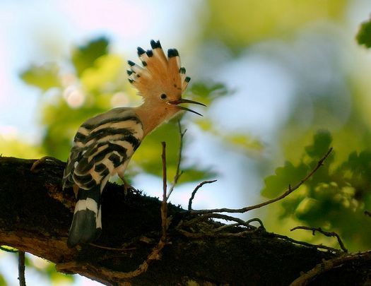 hoopoe