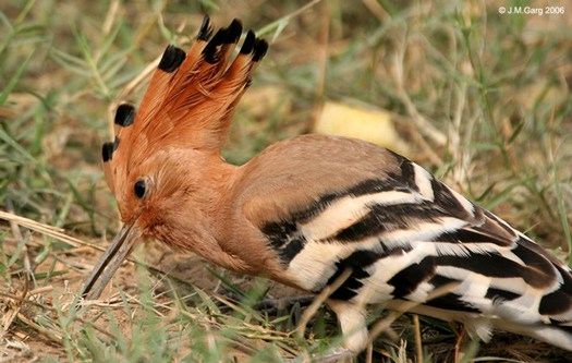 hoopoe01