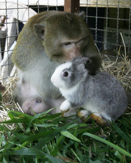 macaque and rabbit