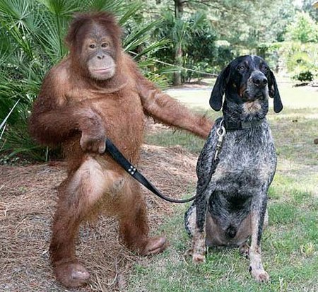 orangutan and a blue tick hound
