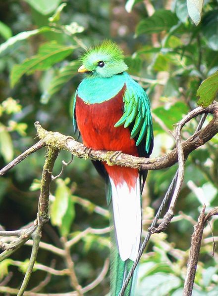 resplendent quetzal