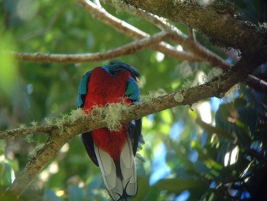 resplendent quetzal01