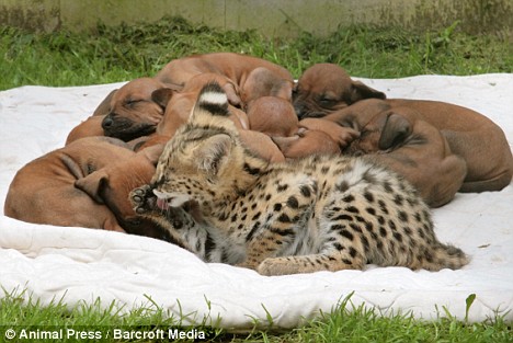 serval kitten and rhodesian ridgebacks