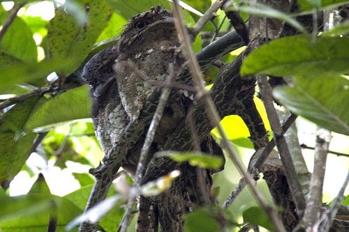 sri lanka frogmouth01