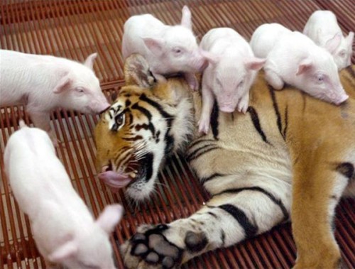 tigres and piglets