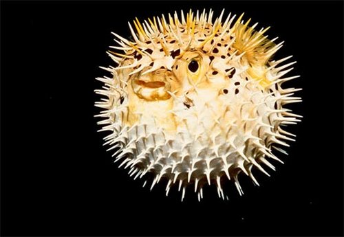 puffer fish01