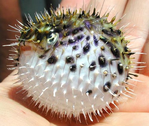 puffer fish02