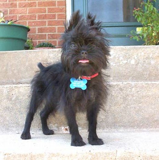 affenpinscher