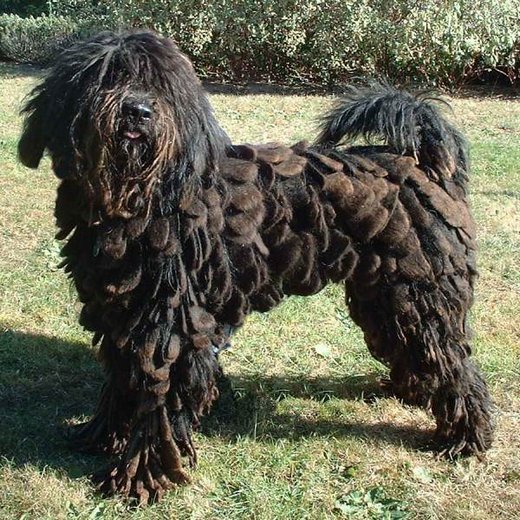 bergamasco