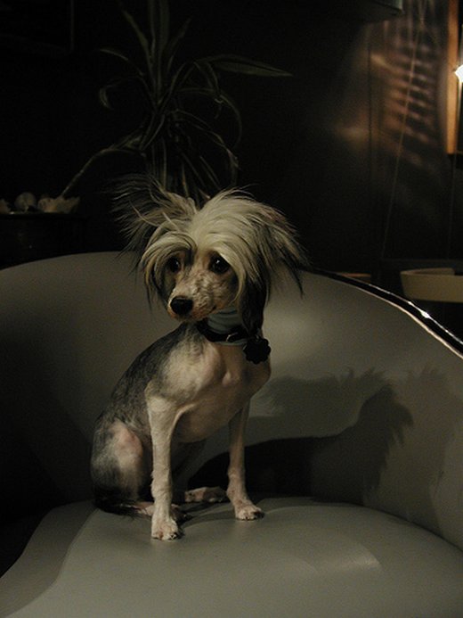 chinese crested