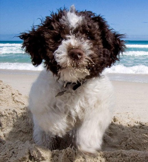 lagotto romagnolo