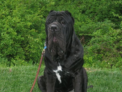 neapolitan mastiff