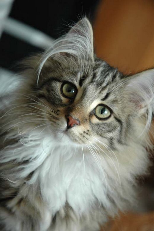 norwegian forest cat