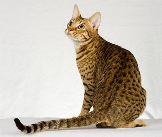 ocicat