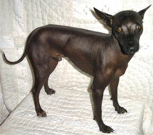 xoloitzcuintli