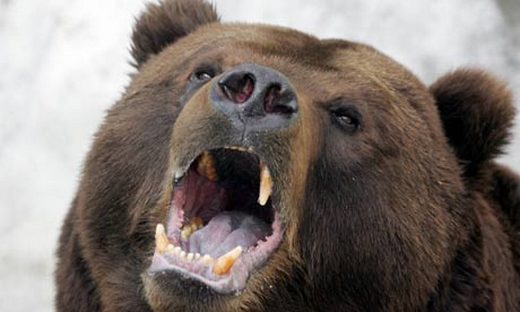 bear kill