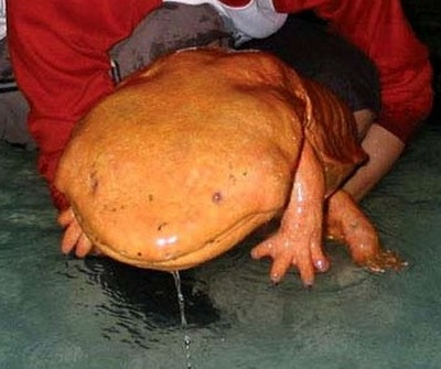 chinese giant salamander