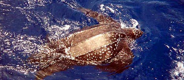 sea turtles02