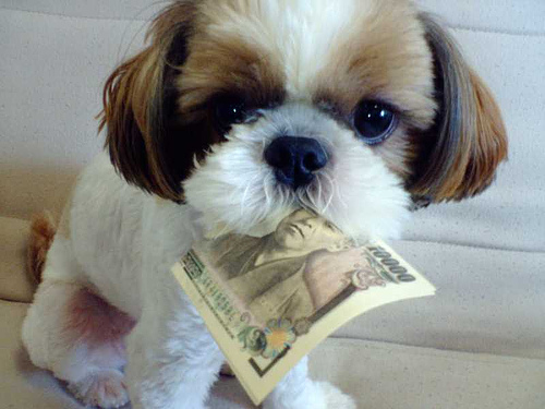 dog with money