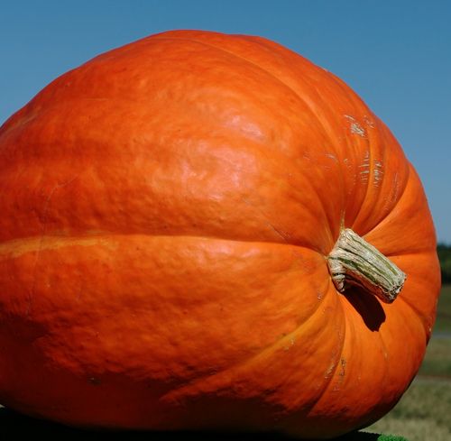 man to sail in giant pumpkin